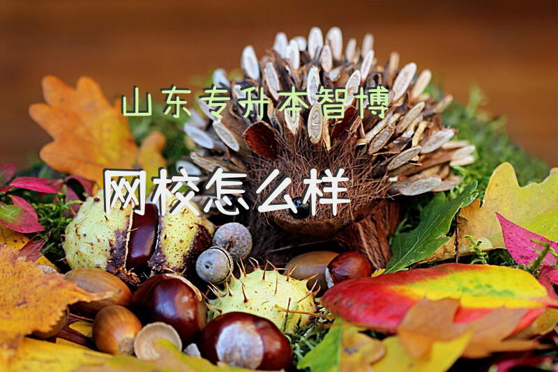 山东专升本智博网校怎么样？