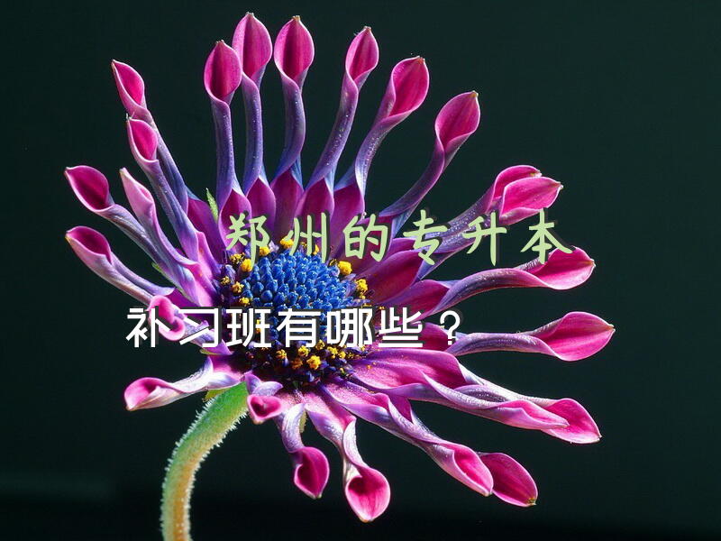 郑州的专升本补习班有哪些？
