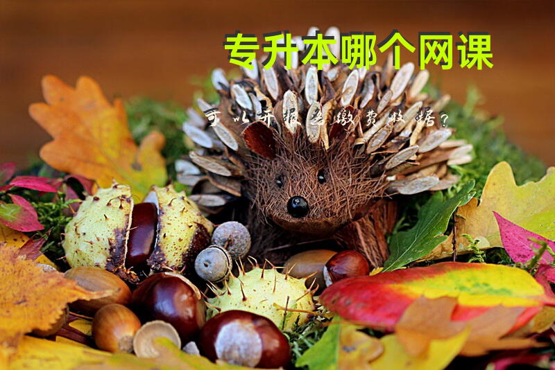 专升本哪个网课可以开报名缴费收据？