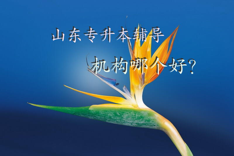 山东专升本辅导机构哪个好？